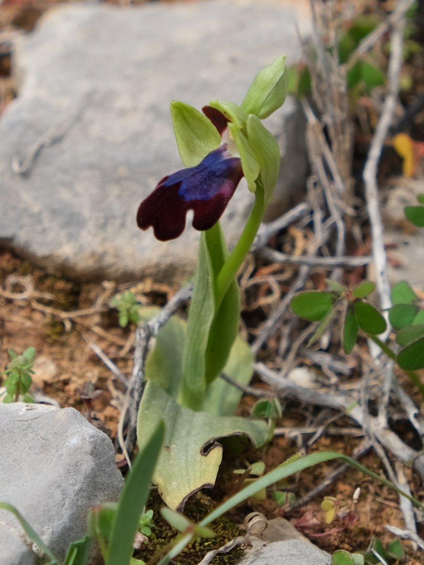 Anno nuovo, orchidee nuove: dalla Grecia con passione.